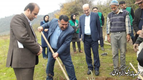 ۱۰۰ هکتار از اراضی شیبدار سطح شهرستان در سال جاری زیتون کاری می گردد