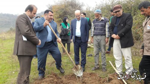 ۱۰۰ هکتار از اراضی شیبدار سطح شهرستان در سال جاری زیتون کاری می گردد