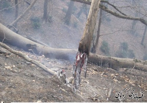 آتش سوزی گسترده در چندین نقطه از مناطق جنگلی کردکوی با همیاری نیروهای مردمی و بسیج مهار گردید