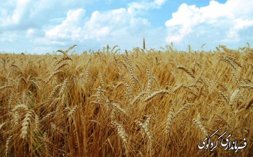 رکوردخرید گندم در کردکوی شکسته شد