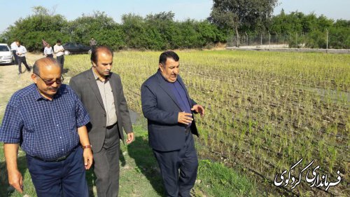 از نخستین مزرعه شالیکاری استان به شیوه ابیاری قطره ای بازدید شد