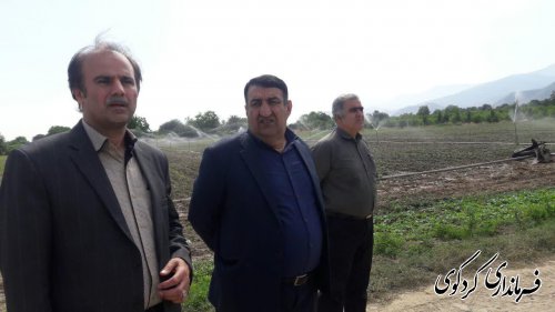 قدمنان فرماندار کردکوی باتفاق مدیرجهاد کشاورزی ازچندمزرعه سویا شهرستان بازدید کرد