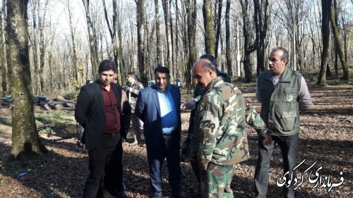 70 هکتار از اراضی جنگلی کردکوی غنی سازی و بذر پاشی می شود