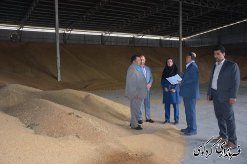 با میانگین برداشت ۳۷۰۰ کیلو در هکتار تاکنون ۸ هزارتن گندم از دهقانان خریداری شده است‌
