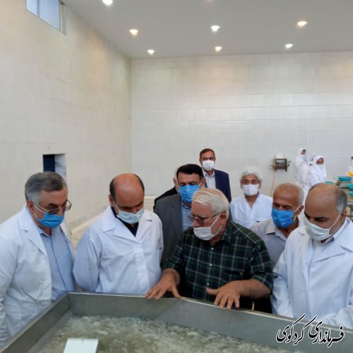 بازدید دکتر حق شناس استاندار گلستان از تنها کارخانه فرآوری و بسته بندی میگوی استان در کردکوی 