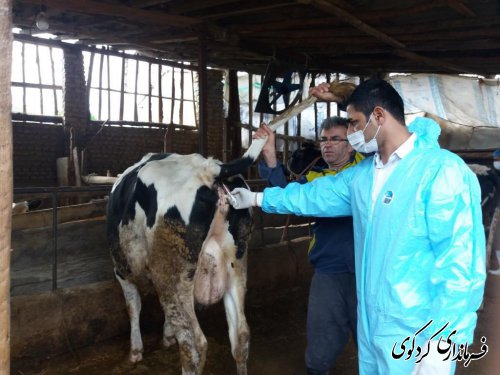 ضرورت واکسیناسیون دامهای سبک و سنگین توسط دامداران زحمتکش شهرستان تاکید کردند .
