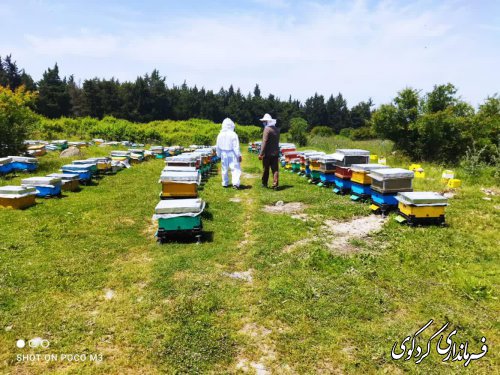 به مناسبت روز جهانی زنبور و جشن زنبورداری